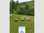 Borsko jezero, stambeno-poslovni objekat(apartmani), 250m2 na 17ari ID#37881
