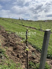Nekretnina: Kuća - imanje 340m2, voćnjak, gradska voda, struja ID#1601
