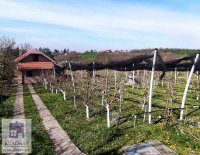 Nekretnina: Kuća 93 m² sa plantažom krušaka, 10 ari, Obrenovac, Mislođin – 65 000 €