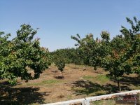 Nekretnina: Kuća u Zmajevu / Vrbas