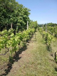 Nekretnina: Vikendica u Berkasovu ID#6981