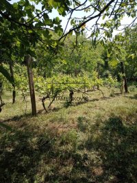 Nekretnina: Vikendica u Berkasovu ID#6981