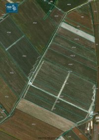Nekretnina: Prodajem zasad borovnice Sabac-Varna
