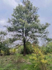 Nekretnina: Banja Vrujci, hitno, snižena cena