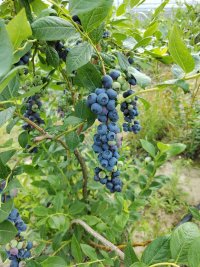 Nekretnina: Prodajem zasad borovnice Sabac-Varna