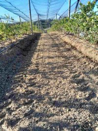 Nekretnina: Prodajem zasad borovnice Sabac-Varna