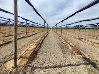 Nekretnina: Prodajem zasad borovnice Sabac-Varna