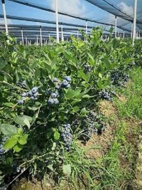 Nekretnina: Prodajem zasad borovnice Sabac-Varna