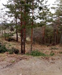 Nekretnina: Prodajem plac na Divčibarama