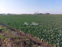 Nekretnina: Placevi za prodaju 1/1 vlasništvo ID#899479