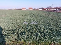 Nekretnina: Placevi za prodaju 1/1 vlasništvo ID#899479