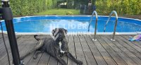 Nekretnina: Lux kuca sa bazenom i letnjikovcem, Ugrinovci ID#132048