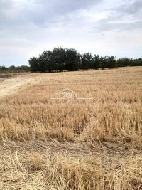Nekretnina: Čukarica, Savska terasa, Stari lanci, 6 ari ID#1706