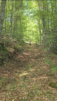 Nekretnina: Prodajem plac na Kopaoniku