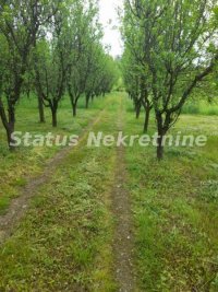 Nekretnina: Vrdnik-Plac 1000 m2 u Mirnom kraju-065/385 8880