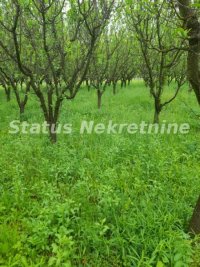 Nekretnina: Vrdnik-Plac 1000 m2 u Mirnom kraju-065/385 8880