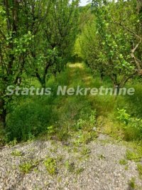 Nekretnina: Vrdnik-Plac 1000 m2 u Mirnom kraju-065/385 8880