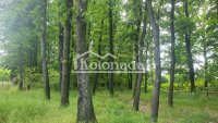 Nekretnina: Plac u hrastovoj šumi, Babe, Sopot, Kosmaj ID#5721