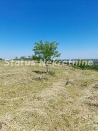 Nekretnina: Petrovaradin-Građevinski Plac 6465 m2 na vrhu Alibegovca za Hotele ili Sportske sadržaje-065/385 888