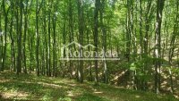 Nekretnina: Građevinsko zemljište na Kosmaju od 156 ari, Rogača, Kosmaj, Sopot ID#11821
