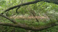 Nekretnina: Boljevac, Rtanj – Jablanica - 77,11ari ID#19054