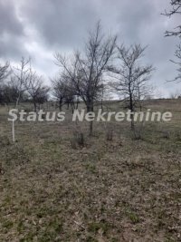 Nekretnina: Petrovaradin-Veliki Građevinski Plac 3625 m2 na Platou Vezirca-065/385 8880