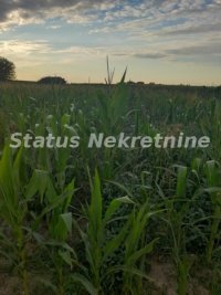 Nekretnina: Futog-lep plac 971 m2 800 metara od urbanog dela-065/385 8880