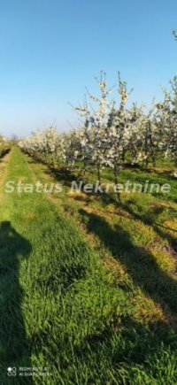 Nekretnina: Sremska Mitrovica-Velika Parcela 43582 m2 u blizini Auto-Puta za Komercijalnu Delatnost-065/385 8880