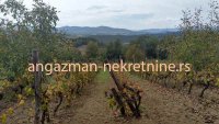 Nekretnina: Boljevac, Rtanj – Vrbovac 63,69ari ID#20343