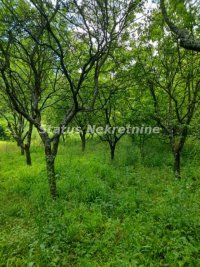 Nekretnina: Banstol-*Super Povoljno*-Veliki Građevinski Plac 2165 m2 u Zelenoj Oazi sa bezplatnom strujom-065/38