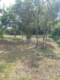 Nekretnina: Odličan plac 3859m2 u Čereviću ID#1490