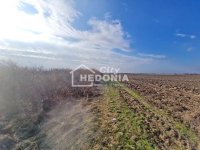 Nekretnina: Šimanovci, plac 115 ari, uknjižen ID#9437