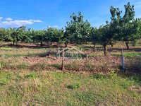 Nekretnina: Grocka - Vrčin - 44ara ID#21022