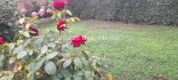Nekretnina: Futog-*Spuštena Cena*-Spratna Porodična kuća 190 m2 u mirnom kraju-065/385 8880