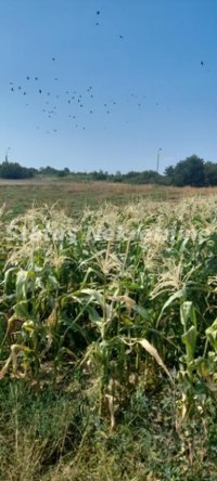 Nekretnina: Futog-Građevinski Plac 2244 m2 kod pruge-065/385 8880