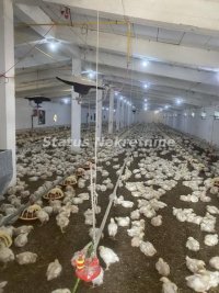 Nekretnina: Beograd-Okolina-Razrađena Farma Pilića sa kapacitetom od 40000 komada-065/385 8880