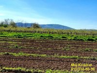 Nekretnina: Mladenovac, Mala Vrbica - Gajska, 237.17 ari