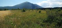 Nekretnina: Boljevac, Rtanja – Ilino 1ha 50a 41kvm ID#25245