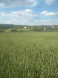 Nekretnina: Sopot – Babe 1ha 1ar 70kvm ID#25302