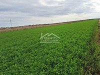 Nekretnina: Zemun - Batajnica - 61.56a ID#23133