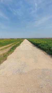 Nekretnina: Zemun - Batajnica - 61.56a ID#23133