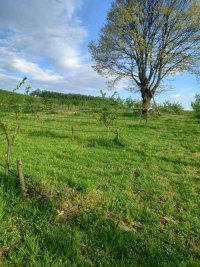 Nekretnina: SOPOT Babe ID: 8391