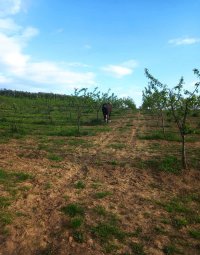 Nekretnina: SOPOT Babe ID: 8391