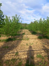 Nekretnina: SOPOT Babe ID: 8391