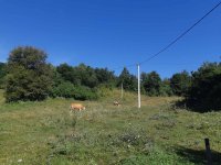 Nekretnina: Prodajem imanje u selu Zivica-Lucani