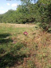 Nekretnina: Sopot, Dučina, ravan plac pored asfaltnog puta, 171ar, uknjižen ID#1493