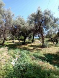 Nekretnina: Herceg Novi, građevinski placevi na 1.7 km od centra