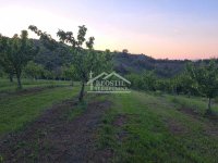 Nekretnina: Grocka - Ritopek - 1ha ID#24199