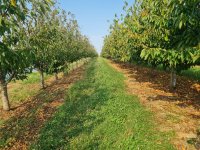 Nekretnina: PRODAJA IMANJA, PLANTAŽA BOROVNICE I TREŠANJA