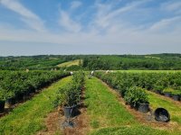 Nekretnina: PRODAJA IMANJA, PLANTAŽA BOROVNICE I TREŠANJA